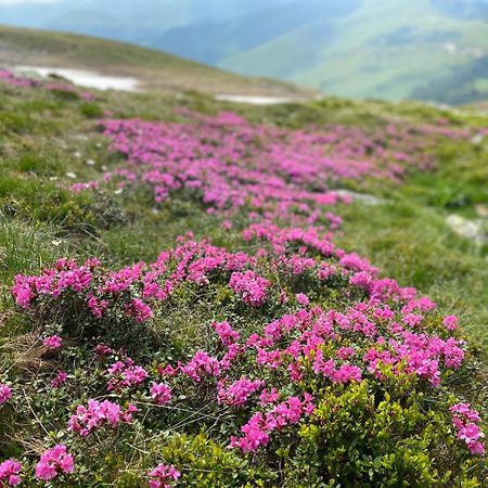 Vila Bijou Borşa Eksteriør bilde